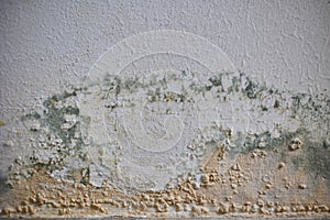 Mold growth on the walls inside an apartment building