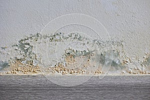 Mold growth on the walls inside an apartment building