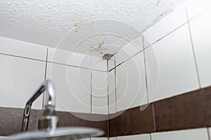 Mold house ceiling moisture. Simple, modern style, moist wall