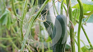 Mold infested green cucumber in a foliate