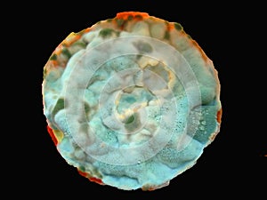 Mold isolated on white background