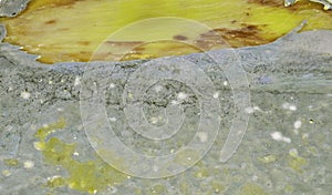 Mold isolated on white background