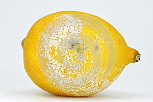 Mold on lemon