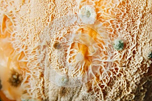 Mold macro. Moldy fungus on food. Fluffy spores mold as a background or texture. Mold fungus.