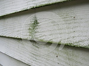 Mold and mildew on the siding of a house photo
