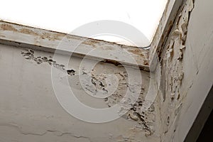 Mold, mildew on the wall in humid places. The most destructive fungus due to moisture and lack of ventilation. Peeling paint due