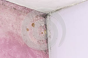 Mold and moisture buildup on pink wall