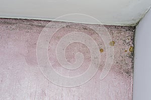 Mold and moisture buildup on pink wall