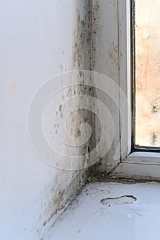 mold near the window due to high humidity