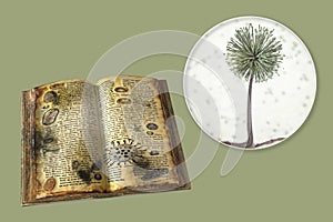 Mold in old books, conceptual illustration