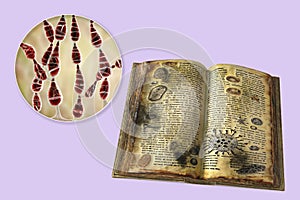 Mold in old books, conceptual illustration