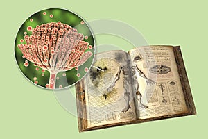 Mold in old books, conceptual illustration