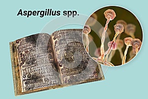 Mold in old books, conceptual illustration