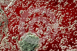 Mold on red liquid background, fungus background, bacteria on red surface, Mold growth on red surface