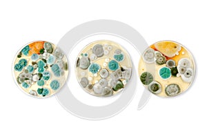 Mold samples isolated on white background. Copy space for your text. A petri dish with colonies of microorganisms for