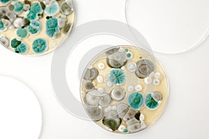 Mold samples on white background. A petri dish with colonies of microorganisms for bacteriological analysis in a