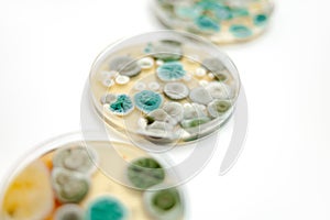 Mold samples on white background. A petri dish with colonies of microorganisms for bacteriological analysis in a