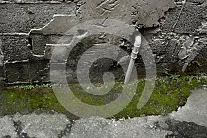 Mold and slime in the corner of an abandoned yard.