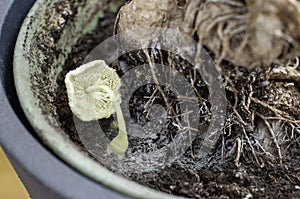 Mold in the soil in indoor plants