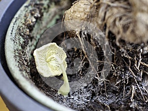 Mold in the soil in indoor plants, selective focus