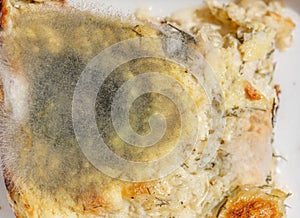 Mold spores grown on food