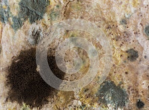 Mold spores on slices bread.
