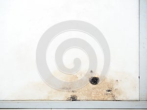 Mold stains grow on white panel, ceiling and walls in the house. Mould damaged wall background with copy space.