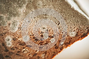 Mold stains on whole grain bread close-up. Spoiled baked goods. Stale bread. Whole grain bread in green mold.