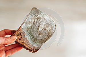Mold stains on whole grain bread in hands close-up.Spoiled baked goods.Stale bread. Whole grain bread in green mold photo