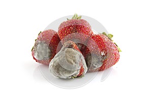 Mold Strawberry photo