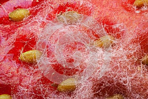 Mold strawberry through the microscope