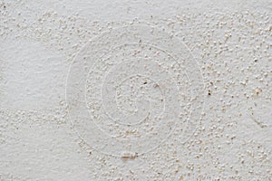 Mold texture on white damped wall background