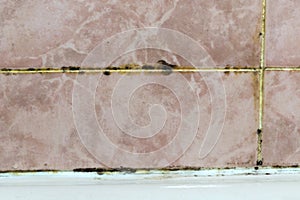 Mold tile joints with fungus due to condensation moisture problem