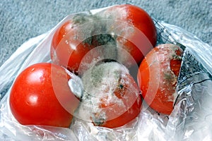 Schimmel tomaten 
