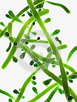 The mold - trichophyton