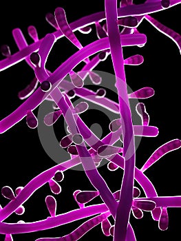 The mold - trichophyton