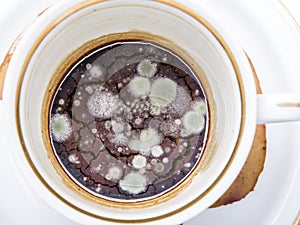 Mold in the unwashed cup