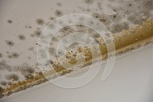 A mold US or mould in the flat