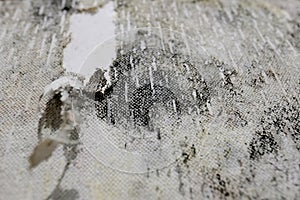 Mold on a white background, fungus on a white background, bacteria on a white background, mold growth on a white background