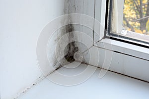 Mold on the window