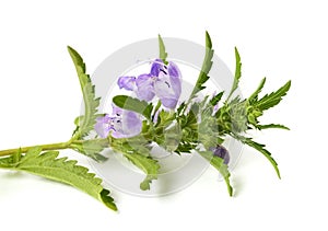 Moldavian dragonhead