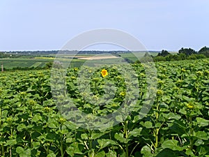 Moldavian field with flowering sunflowers. The first and only bloomy sunflower photo