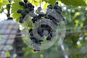 Moldavian Grape harvest. Ripe Black Grape fruit harvest in nature, countryside view. Blue Grape growing on wine in vineyard