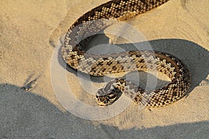 Moldavian meadow viper on sand