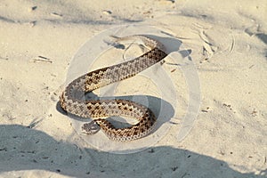 Moldavian meadow viper on sand