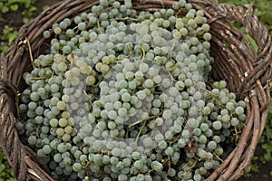 Moldavian white picked grape in wicker basket. Fresh harvest white grape in the garden for wine