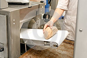 Molded dough on conveyor belt. Operator& x27;s hand takes dough from conveyor belt. One of stages of bread production in