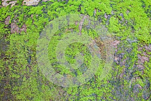 Molded grunge concrete wall for multiple uses.