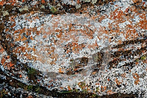 Molded grunge concrete wall for multiple uses