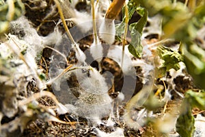 Molded plants photo